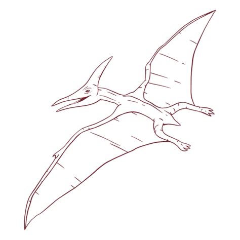 Design Png E Svg De Dinossauro Pterod Ctilo Desenhado Para Camisetas