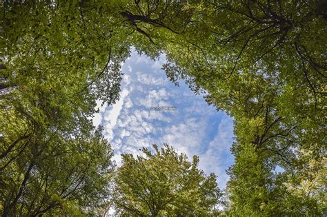 透过茂密森林中间的空地看见天空飘过的云自然风景素材设计