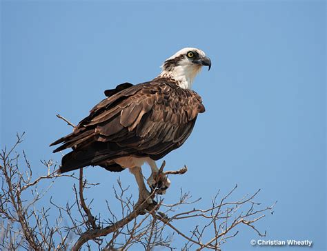 North West Florida Osprey Bird