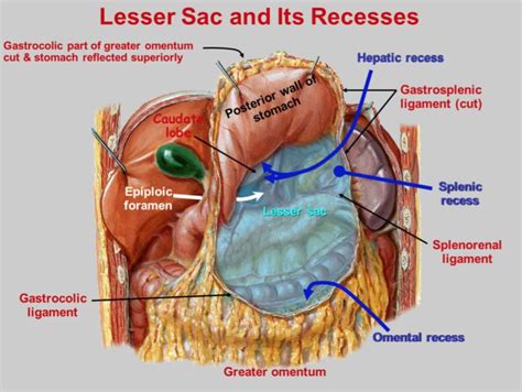 Αποτέλεσμα εικόνας για Peritoneum Digestive System Anatomy Anatomy