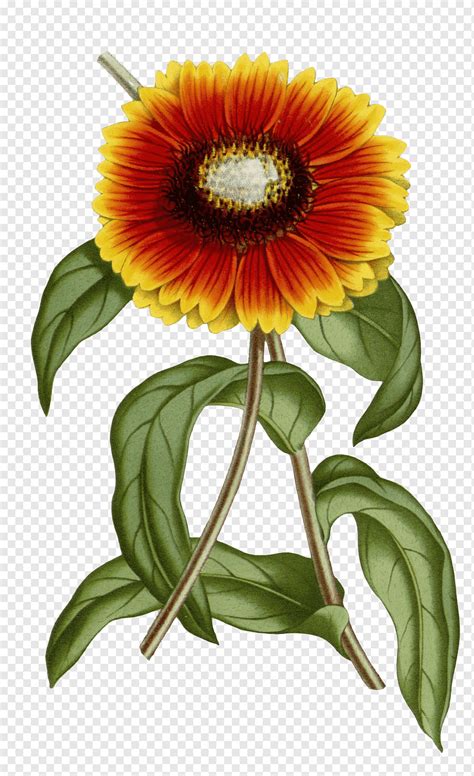 Gaillardia Pulchella Gaillardia Xd Grandiflora Nica N De