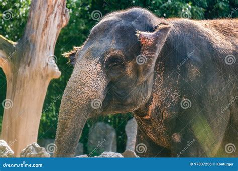 Happy Elephant Smiling Into The Camera For A Tele Portrait Stock Photo