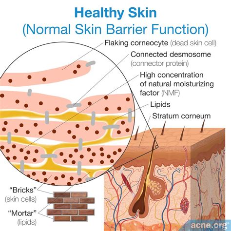 Dry Skin Causes And Treatments Acne Org