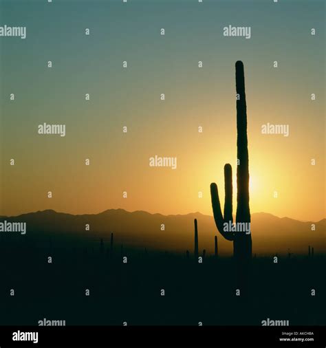 Saguaro cactus silhouette Stock Photo - Alamy