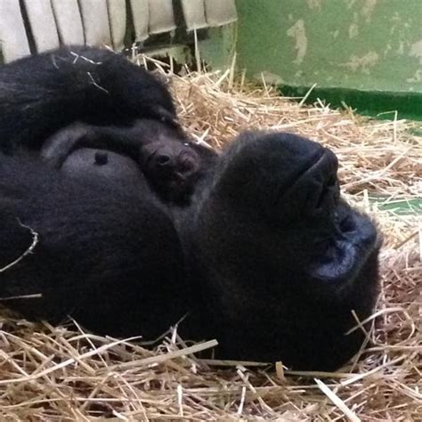 Gorillas Giving Birth