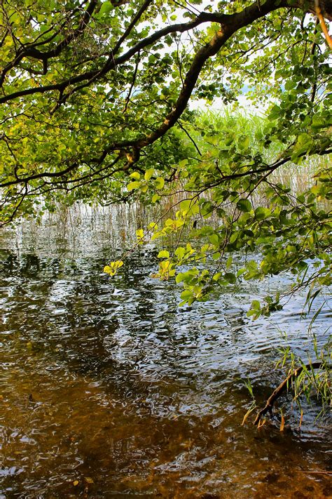 Fotos Gratis Rbol Naturaleza Bosque Pantano Rama Planta Luz De