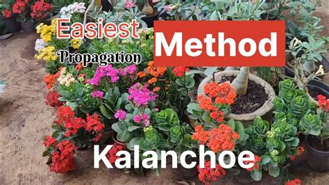 Kalanchoe Propagation Easy Ideas L How To Grow Kalanchoe Plant From Cuttings L Kalanchoe Plant