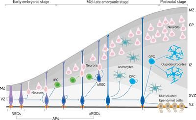 Frontiers Regulation Of Cell Delamination During Cortical