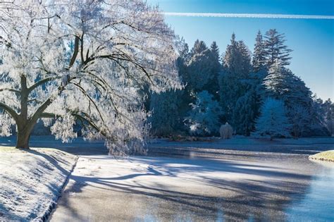 Premium Photo Frozen Trees On Snow Covered Landscape