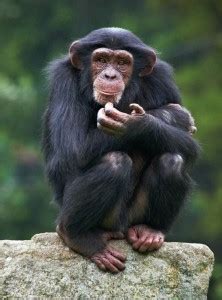 Create meme "male chimpanzees, the common chimpanzee, chimpanzees ...