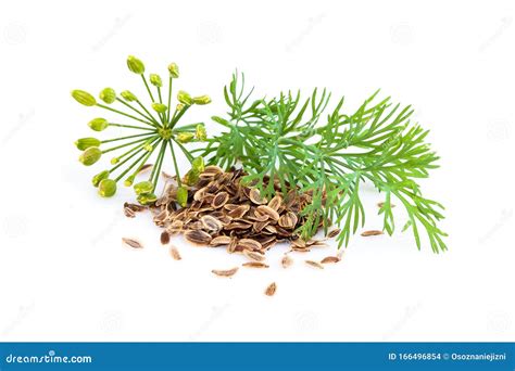 Fennel Plant And Dill With Seeds Isolated Stock Photo Image Of Wild