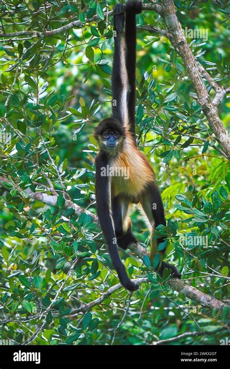 Yucatan Spider Monkey Also Know As Mexican Spider Monkey Ateles