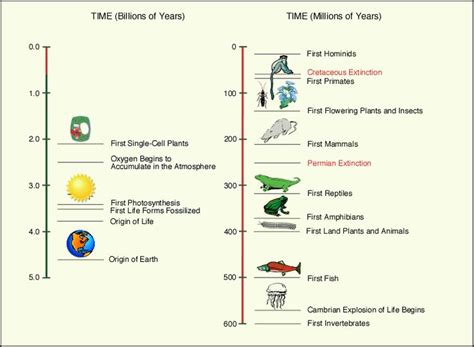 Timeline Of Earth And Its Life Origins Of Life Pinterest Timeline