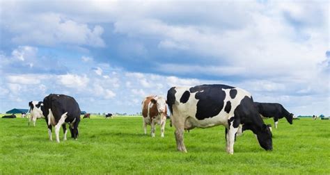 Dutch Dairy Farming In 2030 WUR