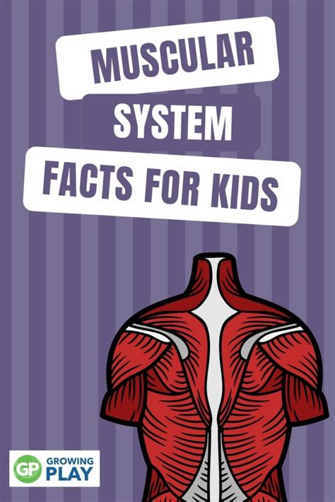 muscular system facts  kids growing play