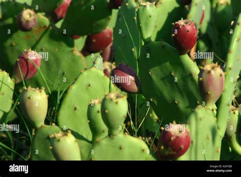 Desert Plants Tunisia Hi Res Stock Photography And Images Alamy