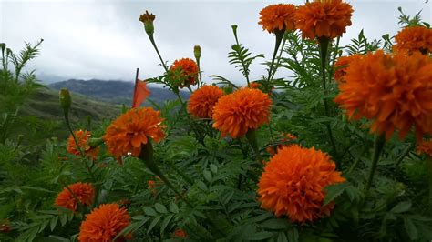 Marigold Fields Dying Timelapse Youtube