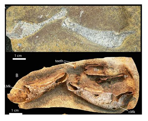 No bones about it: sharks evolved cartilage for a reason