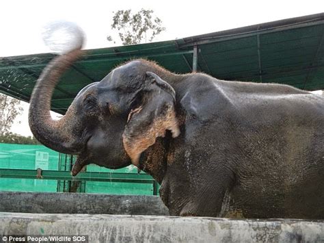 Victoria Raju El Elefante Torturado Por 50 Años Que Lloró Al Ser Liberado Ahora Lo Será Para