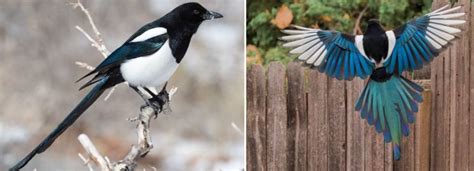 Identifying Characteristics Of Black And White Birds In Wyoming