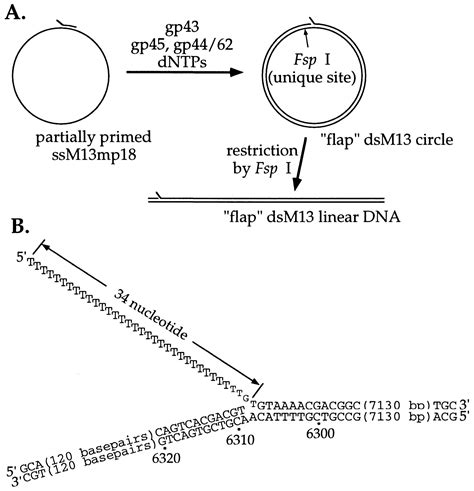 Dna Replication Helicase