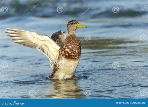 Duck stock image. Image of green, motion, beak, beautiful - 31199329