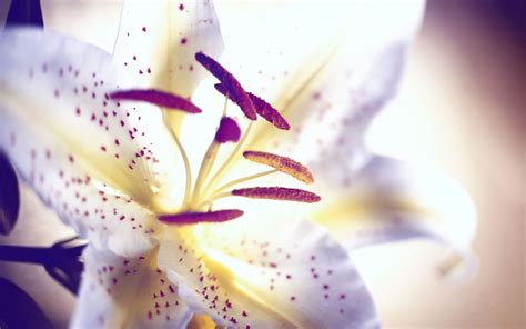 🔥 [50+] Lily Flower Wallpapers | WallpaperSafari