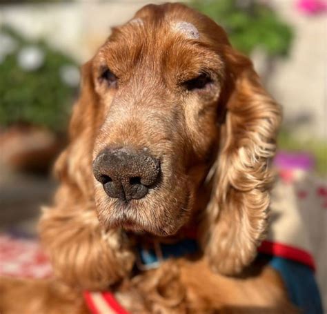 Mulher abandona cão cego de 14 anos em quintal de casa triste