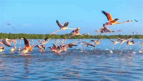 Quicksand Stock Footage Video | Shutterstock