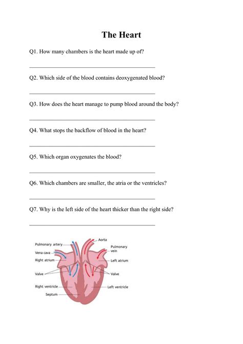 Bill Nye Circulatory System Worksheet Printable And Enjoyable Learning