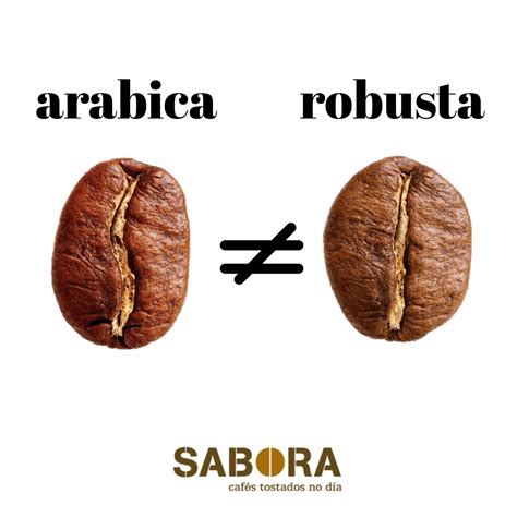 Diferencias Entre El Caf Ar Bica Y El Caf Robusta Sabora Caf S