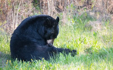 Bears In Rocky Mountain National Park Where To See And Things To Know