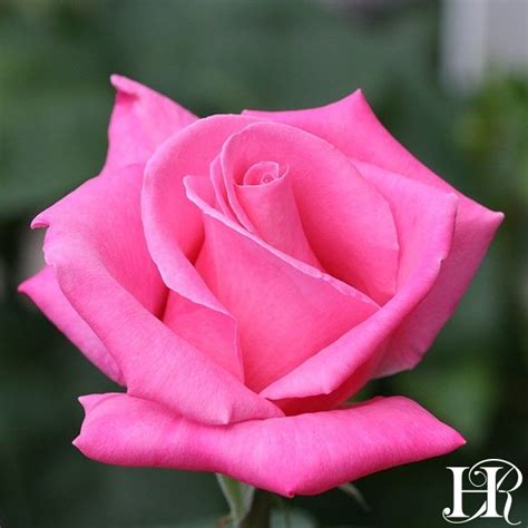 Perfume Delight Hybrid Tea Roses Heirloom Roses Tea Roses