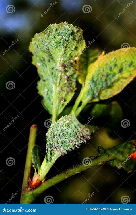 Plaga De áfidos De Insectos En Un árbol Áfidos De Hoja Imagen de