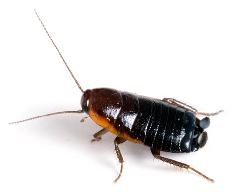 Oriental Cockroach - P.E.I. Pest Control