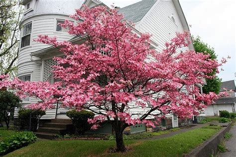 Pink Dogwood For Sale Online | The Tree Center