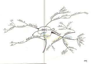 Mind Maps Cartes Mappe Mapas Neuroanatomy Neuroanatomy Neuroanatomia