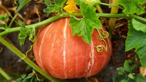 Gu A Completa Para La Cosecha De Calabazas Consejos Y T Cnicas Para