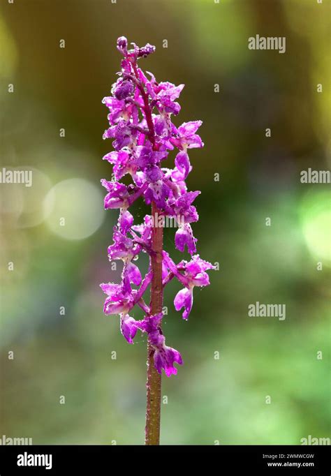 Early Purple Orchid Orchis Mascula With Raindrops In Woodland