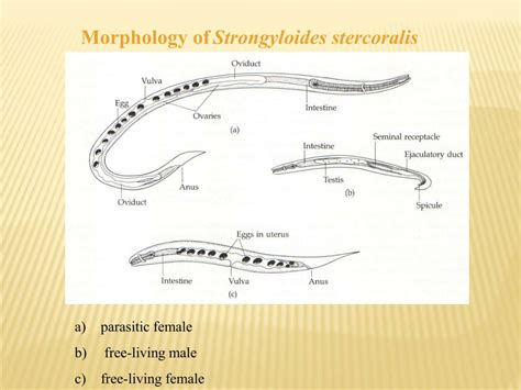 Strongyloides Stercoralis Male Vs Female