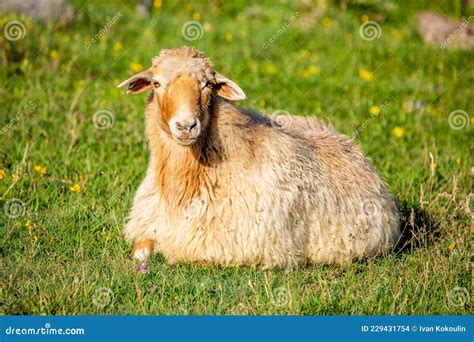 Cute Wool Sheep Posing Outdoors Rural Countryside Farmland Stock Photo