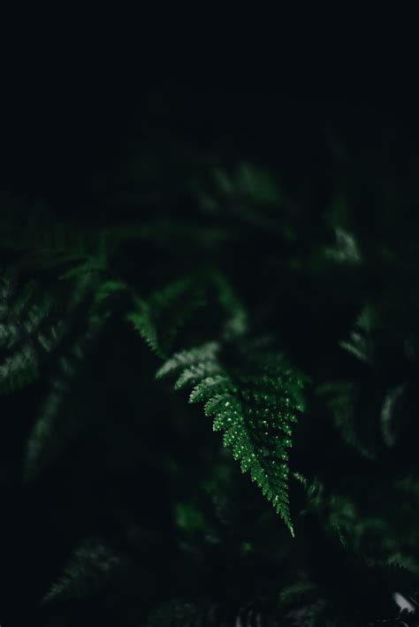 Macro Dark Fern Sheet Leaf Carved Shadow Hd Phone Wallpaper Pxfuel