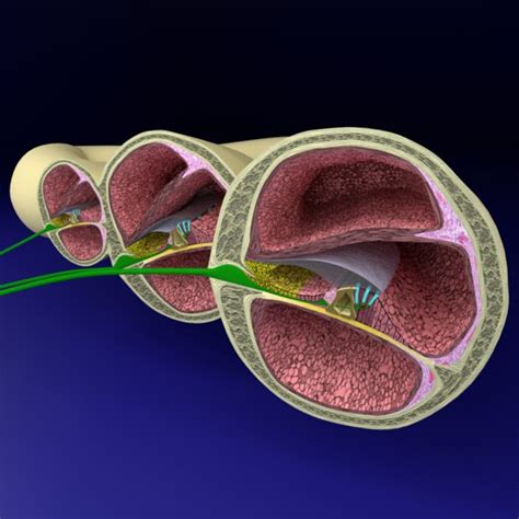 Inner Ear Organ Cochlear 3d Turbosquid 1612690