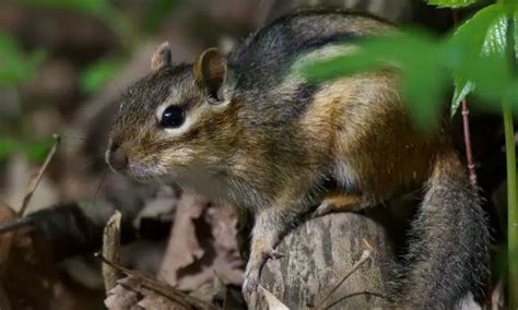 How to Get Rid of Chipmunks in Your Yard (9 Natural Ways)