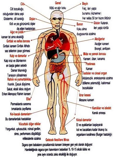 Sigara Ve Alkol N Zararlar N Anlatan Resimler Sayfa