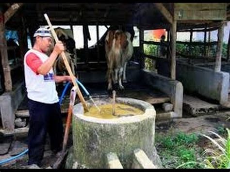 Cara Membuat Biogas Dari Kotoran Sapi YouTube