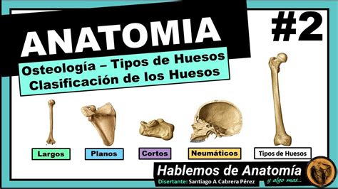 Anatom A Osteologia Tipos De Huesos Funciones De Los Huesos