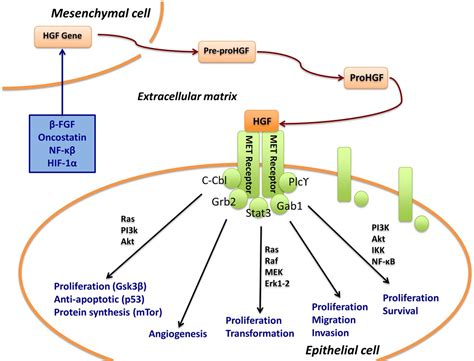 Gene Of The Month HGF Journal Of Clinical Pathology