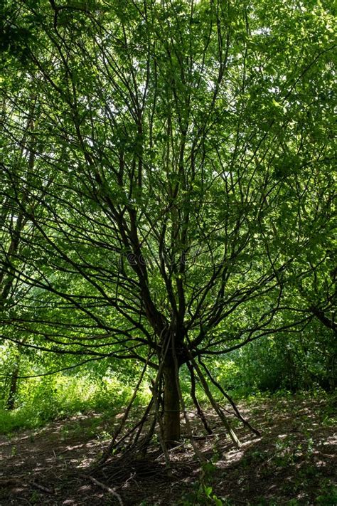 A Very Unusual Naked Tree With Many Thin Branches In Alexandra Park