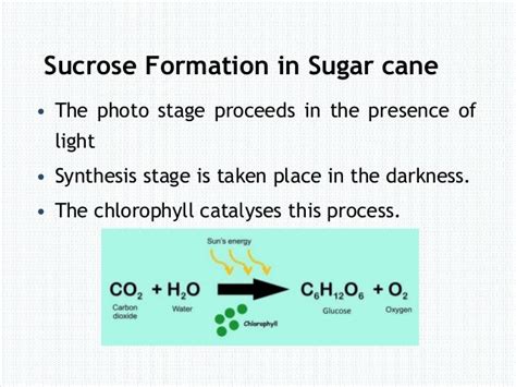 Photosynthesis process, Sucrose formation